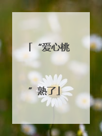 “爱心桃”熟了