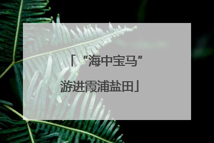 “海中宝马”游进霞浦盐田