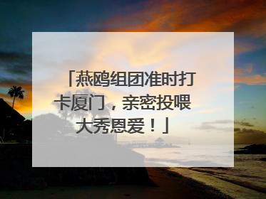 燕鸥组团准时打卡厦门，亲密投喂大秀恩爱！