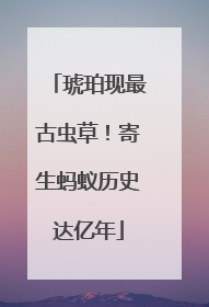 琥珀现最古虫草！寄生蚂蚁历史达亿年