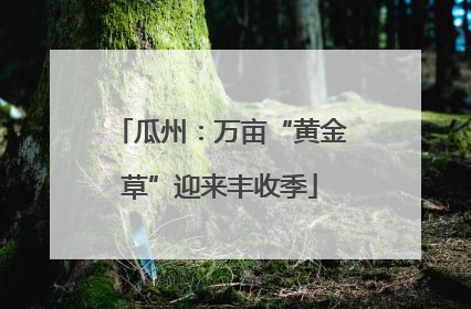 瓜州：万亩“黄金草”迎来丰收季