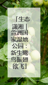 生态潇湘｜萱洲国家湿地公园：新生鹭鸟振翅欲飞