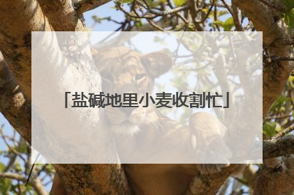 盐碱地里小麦收割忙