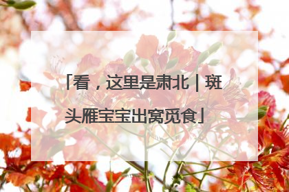 看，这里是肃北｜斑头雁宝宝出窝觅食