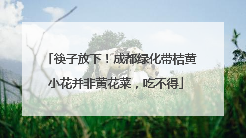 筷子放下！成都绿化带桔黄小花并非黄花菜，吃不得