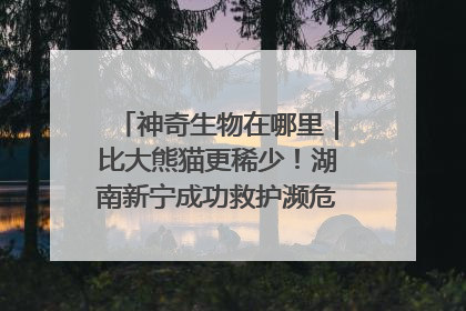 神奇生物在哪里｜比大熊猫更稀少！湖南新宁成功救护濒危鸟类海南鳽
