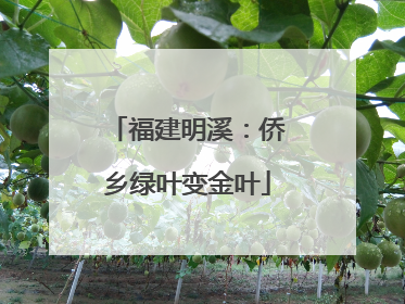 福建明溪：侨乡绿叶变金叶