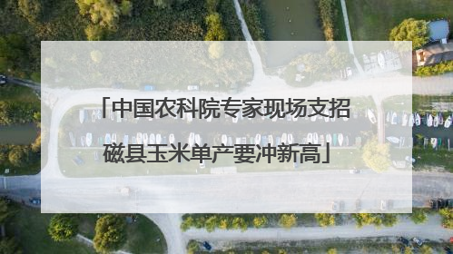 中国农科院专家现场支招 磁县玉米单产要冲新高