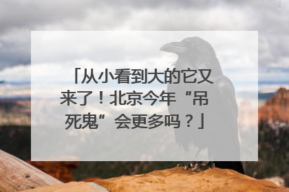 从小看到大的它又来了！北京今年“吊死鬼”会更多吗？