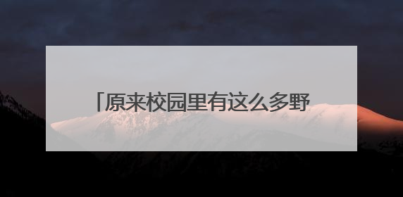 原来校园里有这么多野生动物，如何相处？