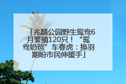 兆麟公园野生鸳鸯6月繁殖120只！“鸳鸯奶爸”车春虎：换羽期盼市民伸援手