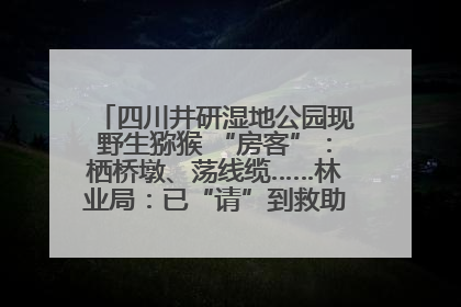 四川井研湿地公园现野生猕猴 “房客”：栖桥墩、荡线缆……林业局：已“请”到救助站，将放归自然