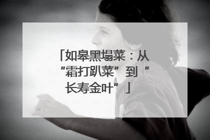 如皋黑塌菜：从“霜打趴菜”到“长寿金叶”