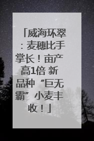 威海环翠：麦穗比手掌长！亩产高1倍 新品种“巨无霸”小麦丰收！