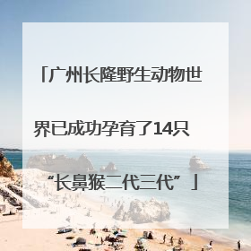 广州长隆野生动物世界已成功孕育了14只“长鼻猴二代三代”