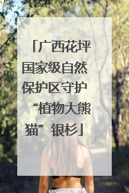 广西花坪国家级自然保护区守护“植物大熊猫”银杉