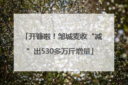 开镰啦！邹城麦收“减”出530多万斤增量