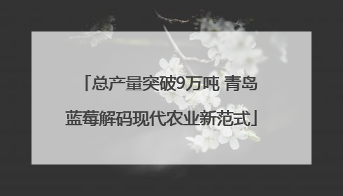 总产量突破9万吨 青岛蓝莓解码现代农业新范式