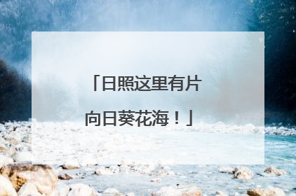 日照这里有片向日葵花海！