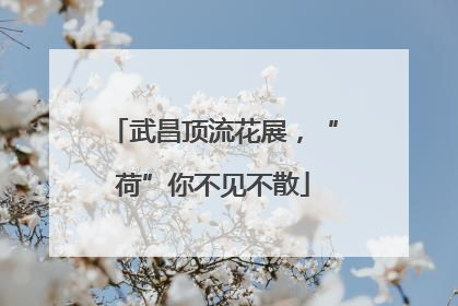 武昌顶流花展，“荷”你不见不散