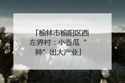 榆林市榆阳区西左界村：小香瓜“种”出大产业