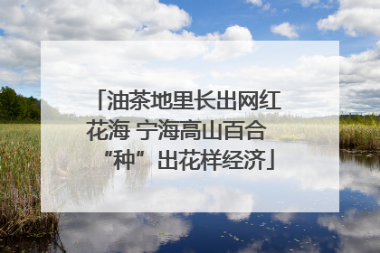 油茶地里长出网红花海 宁海高山百合“种”出花样经济