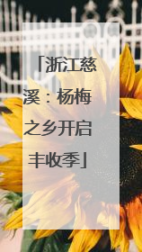 浙江慈溪：杨梅之乡开启丰收季
