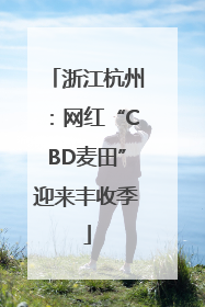 浙江杭州：网红“CBD麦田”迎来丰收季