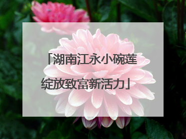 湖南江永小碗莲绽放致富新活力