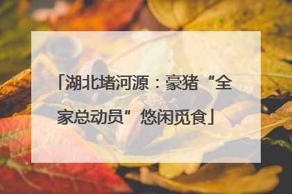 湖北堵河源：豪猪“全家总动员”悠闲觅食