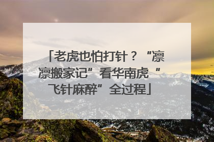 老虎也怕打针？“凛凛搬家记”看华南虎“飞针麻醉”全过程