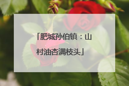 肥城孙伯镇：山村油杏满枝头