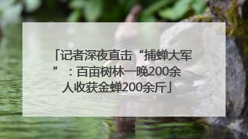 记者深夜直击“捕蝉大军”：百亩树林一晚200余人收获金蝉200余斤