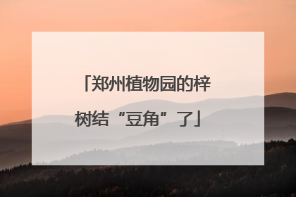 郑州植物园的梓树结“豆角”了