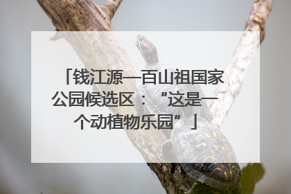 钱江源—百山祖国家公园候选区：“这是一个动植物乐园”