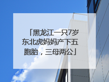 黑龙江一只7岁东北虎妈妈产下五胞胎，三母两公